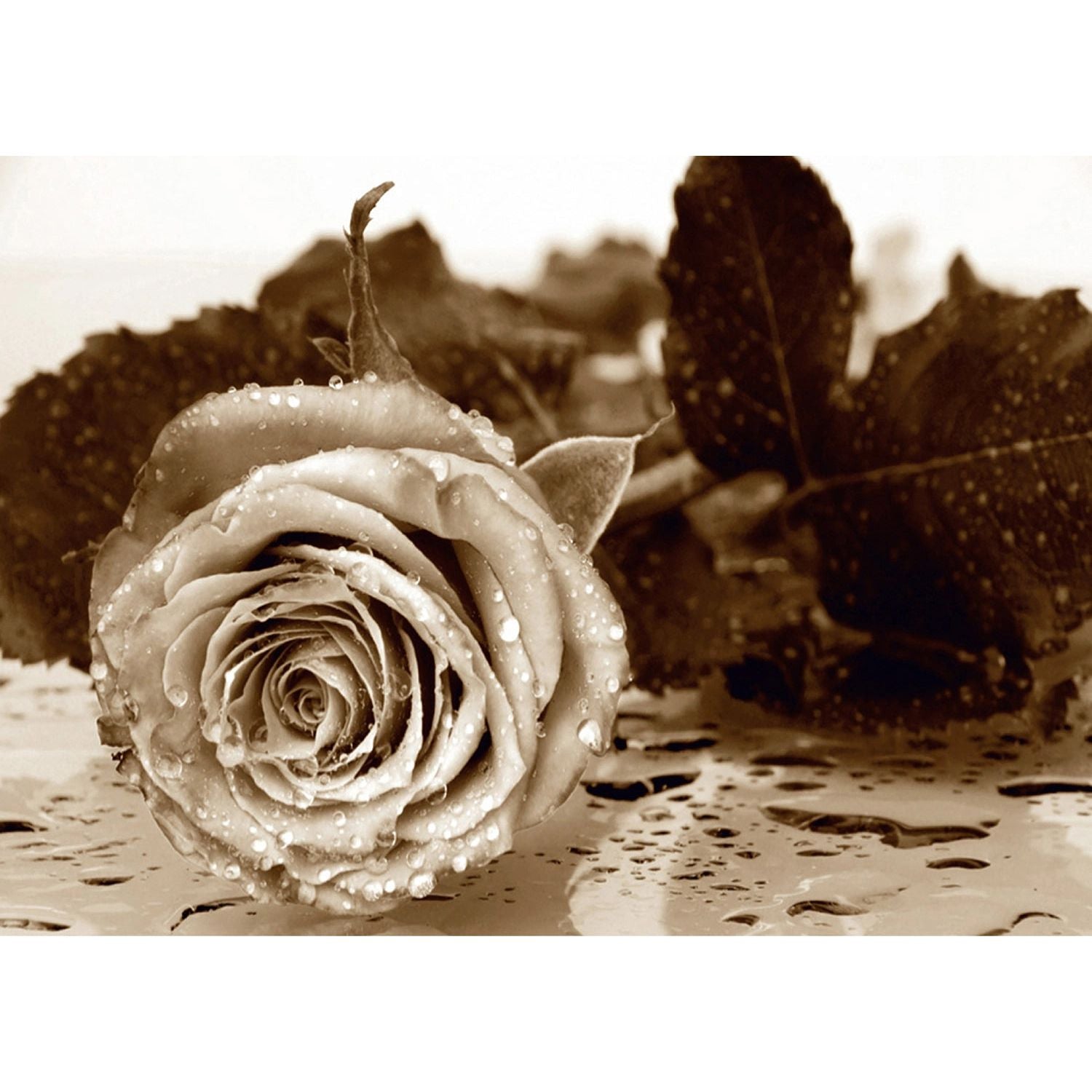 Monochrome Rose Elegance: Floral Wall Mural