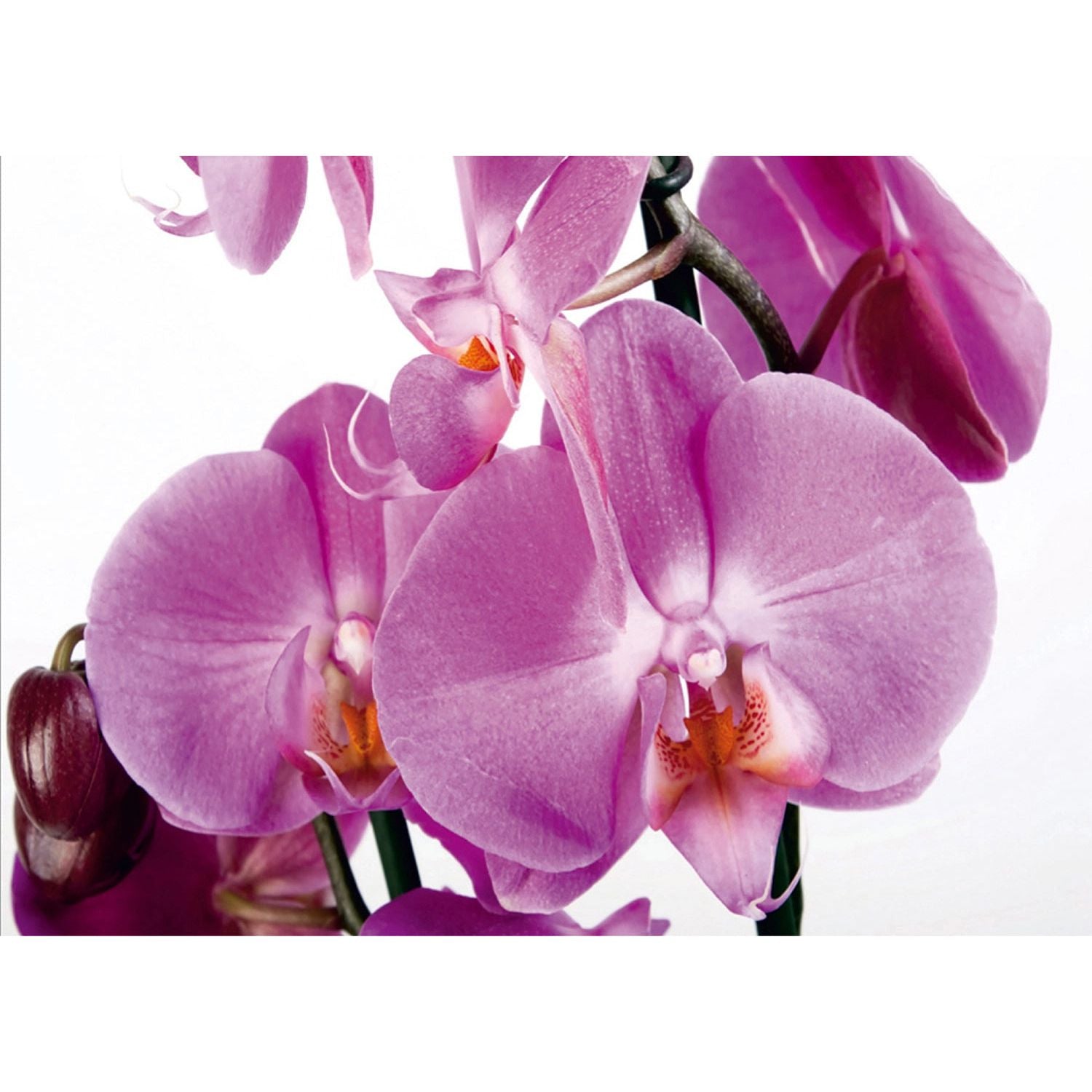 Pink Petal Paradise: Floral Wall Mural