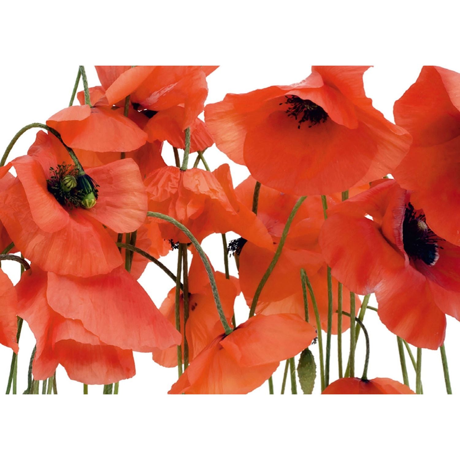 Crimson Bloom: Red Flowers on White Wall Mural