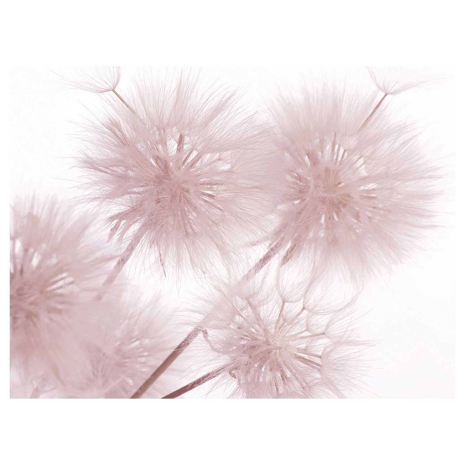 Pink Dandelion Serenity: Floral Wall Mural
