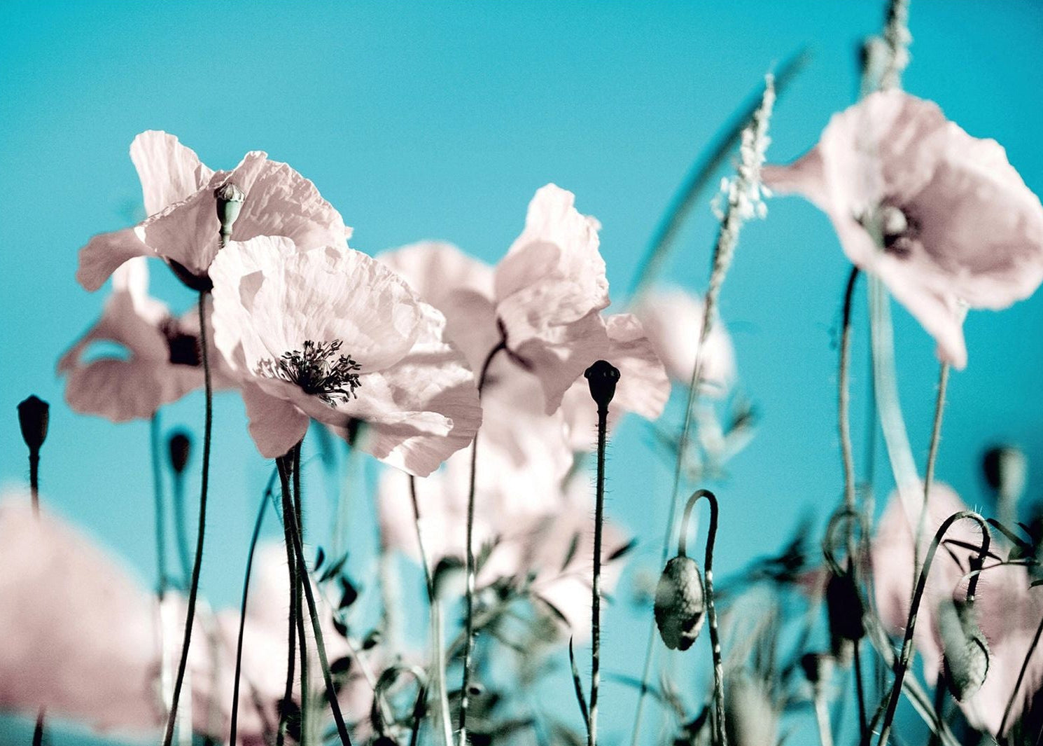 Tranquil Sky Bloom: Floral Wall Mural