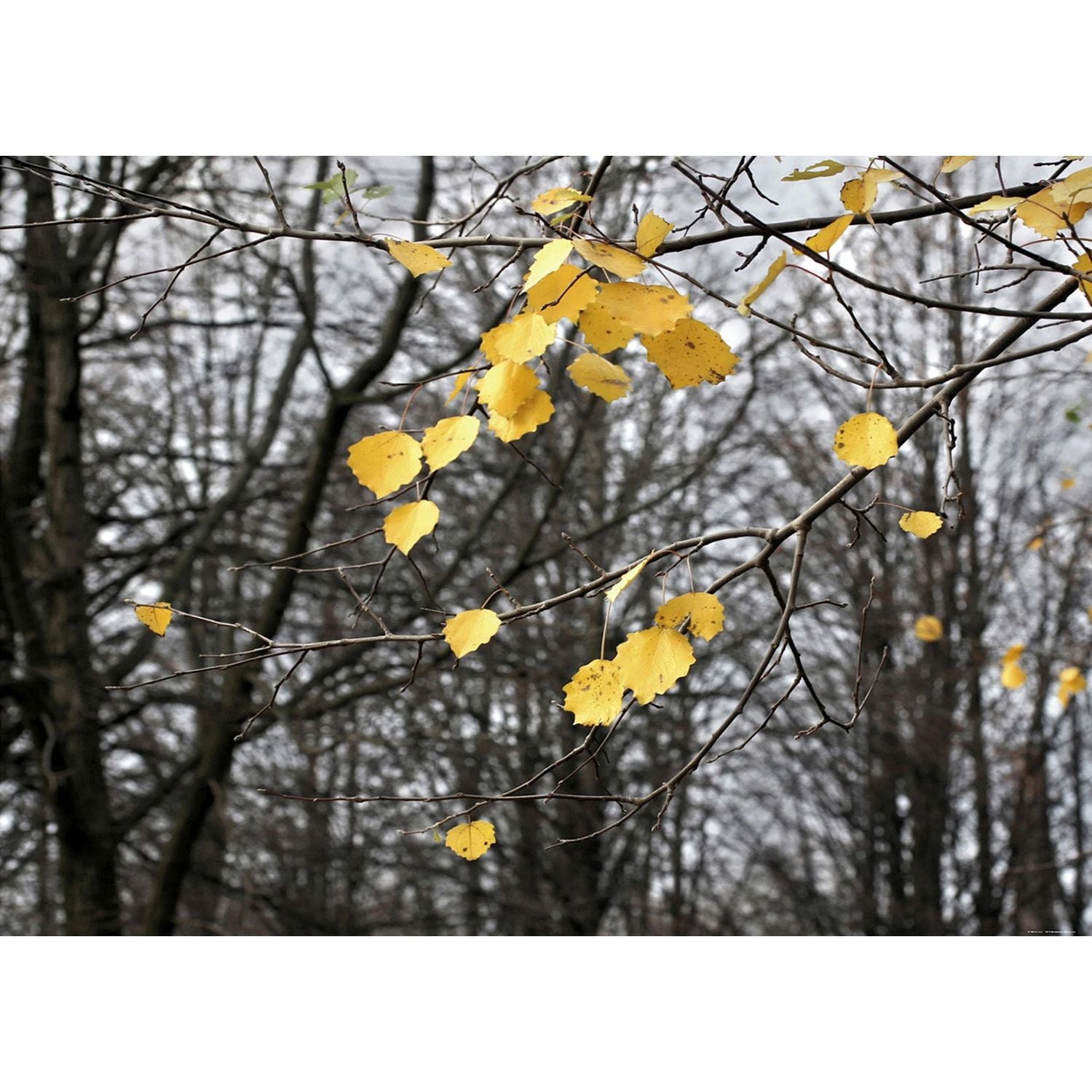 Golden Glow: Yellow Leaves on Chilly Canvas Wall Mural