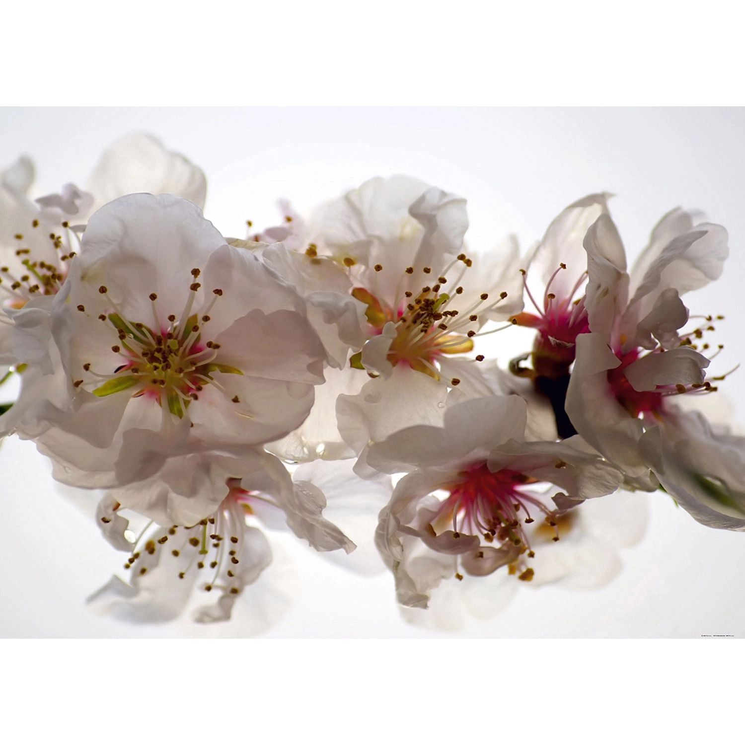 Whimsical White Blooms: Floral Wall Mural on a White Canvas