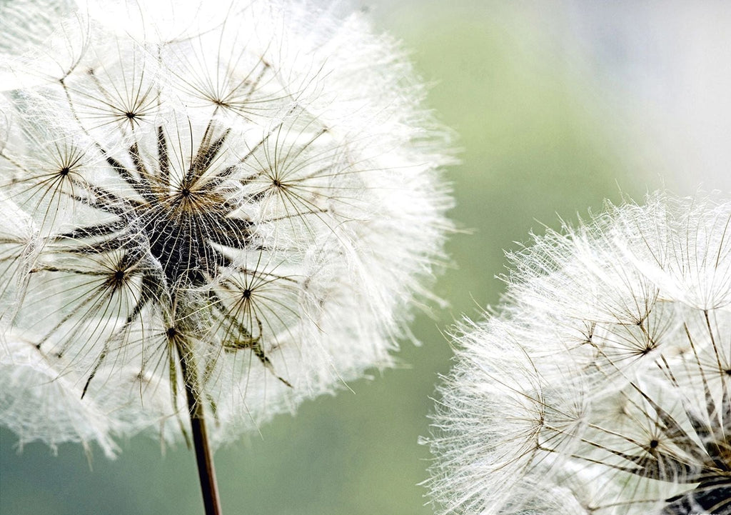 Whispers of Nature: Ethereal Dandelion Art Wall Mural