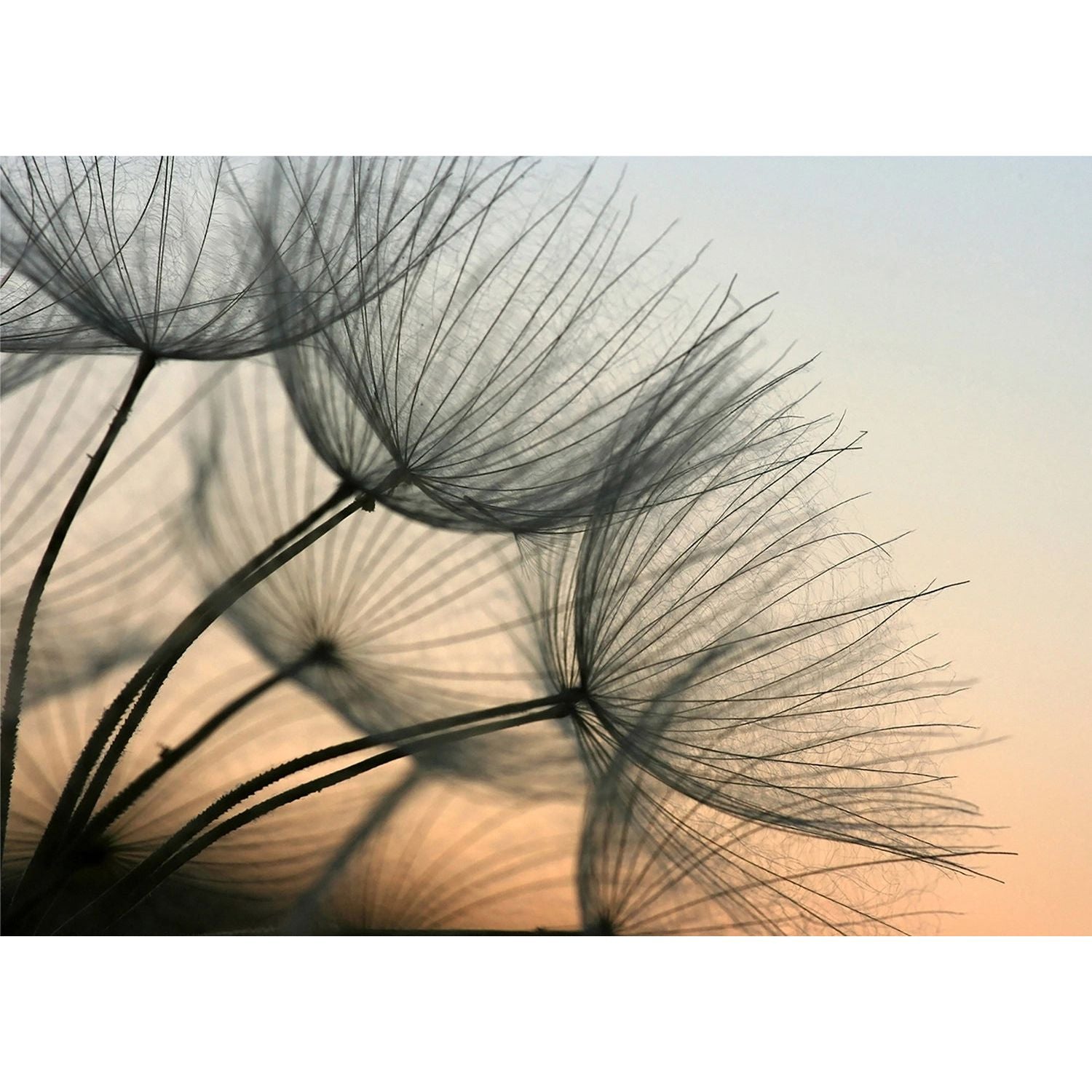 Dandelion Dusk: Serene Sunset Silhouettes Wall Mural