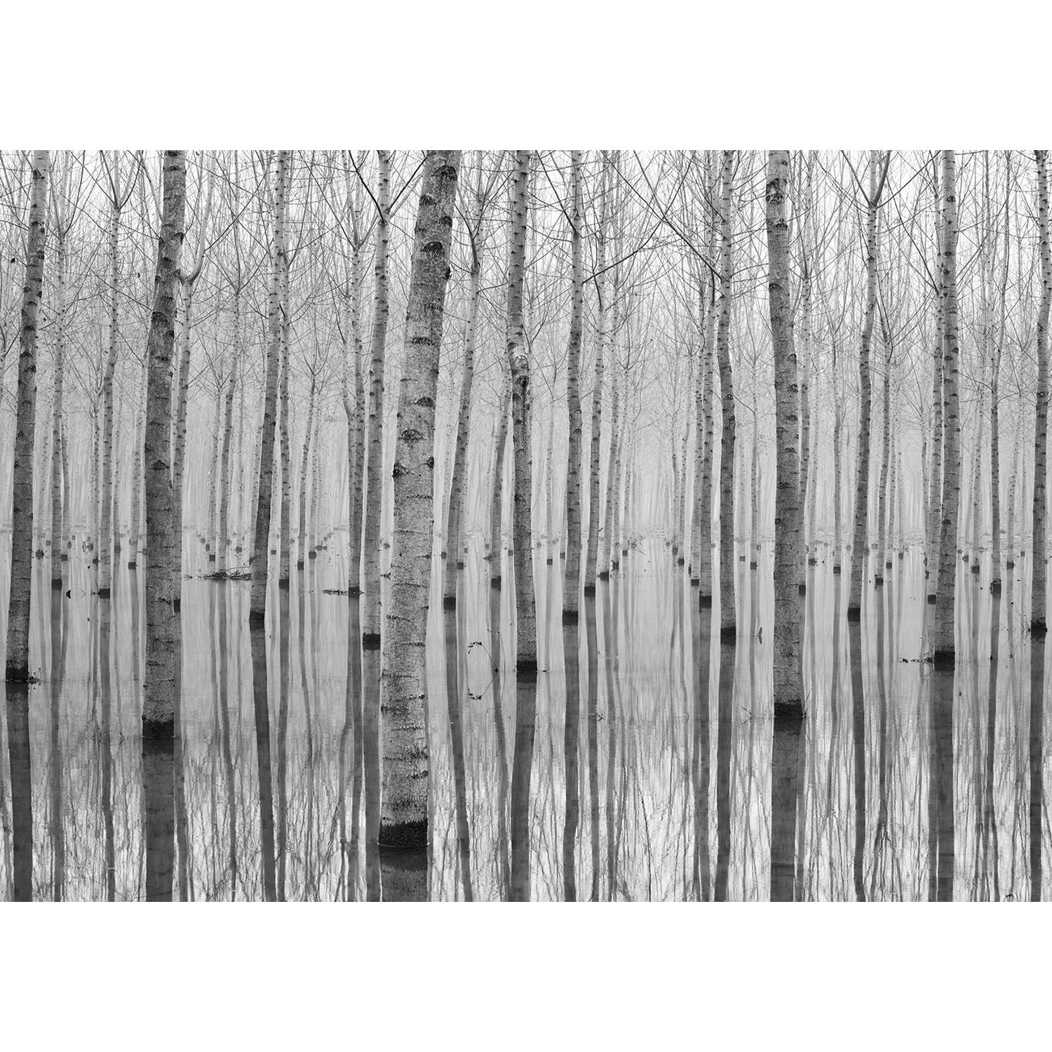 Winter's Embrace: Sparse Trees in the Cold Wall Mural