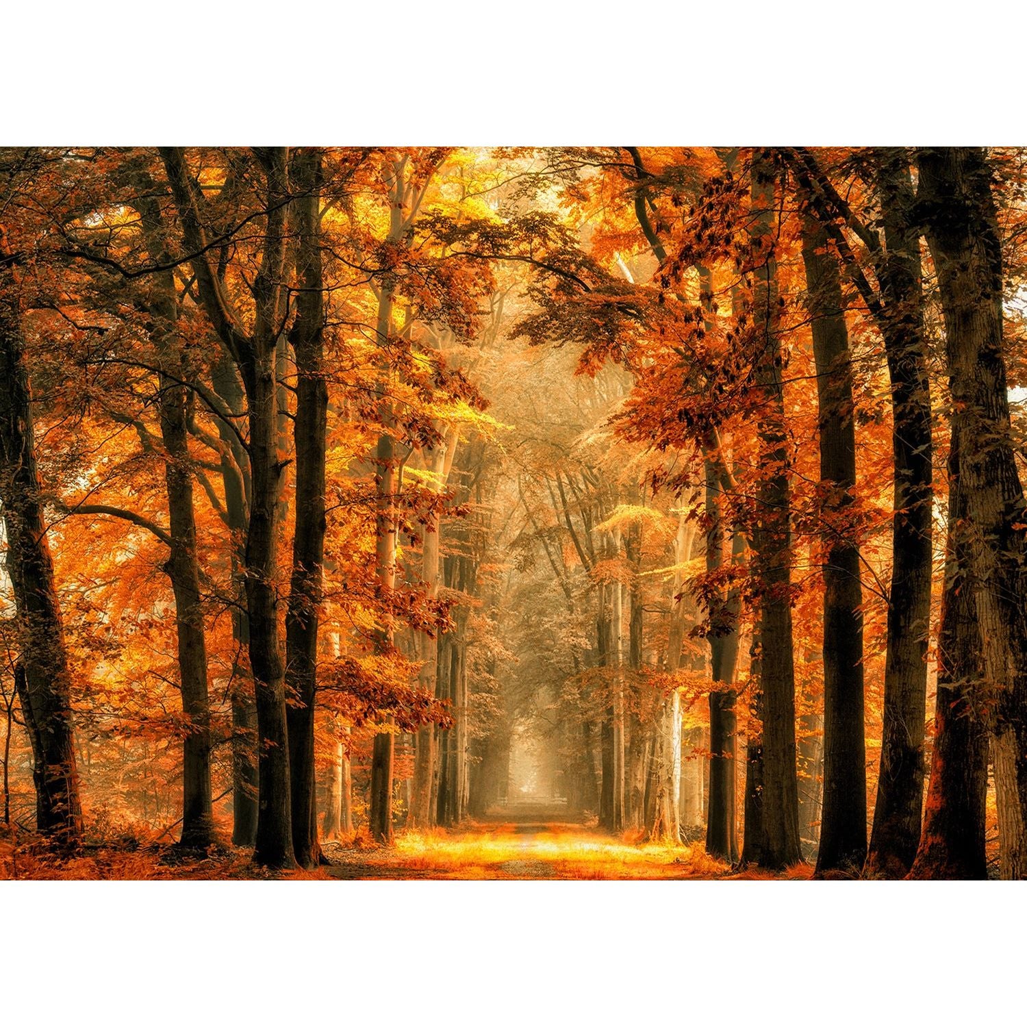Golden Twilight: A Fall Journey Through Nature's Wall Mural