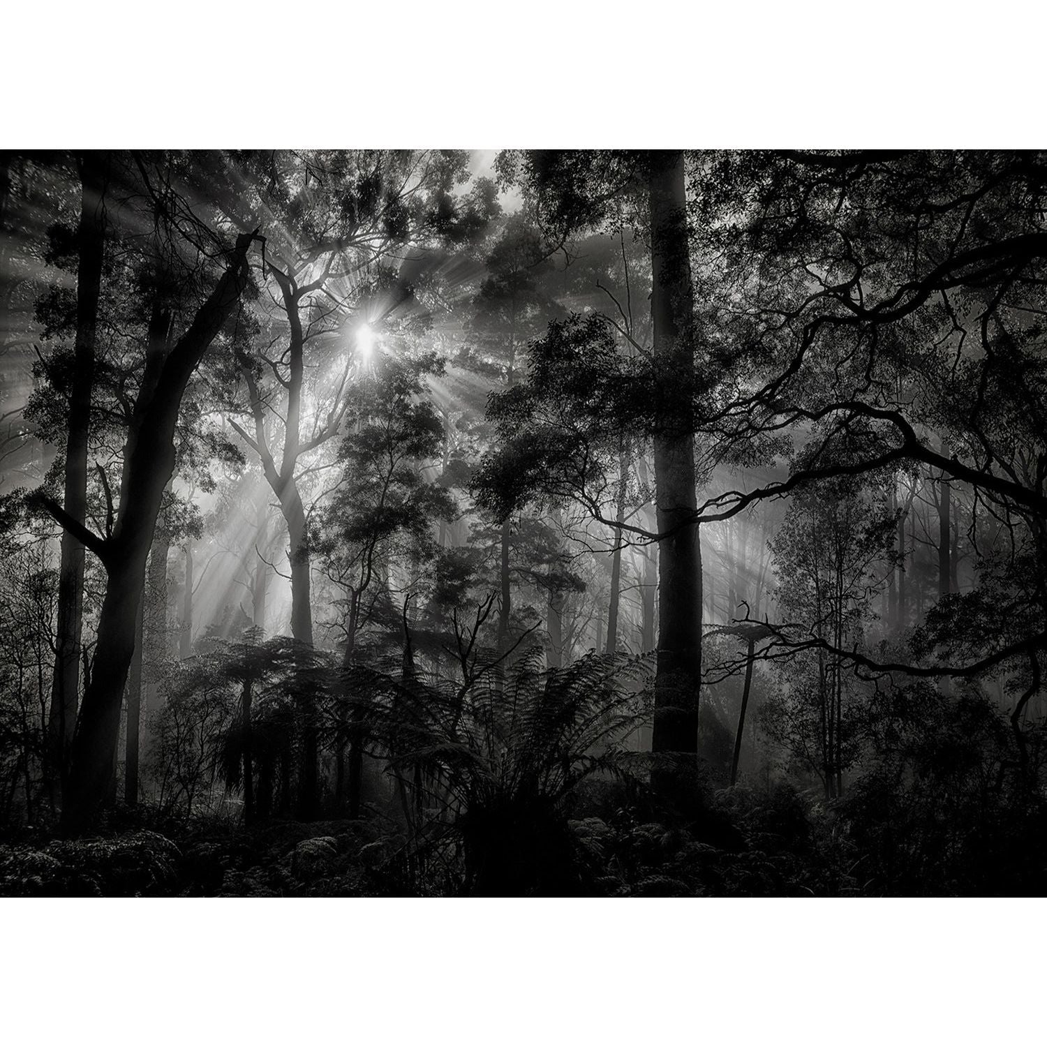 Sunbeam Serenade Forest Wall Mural