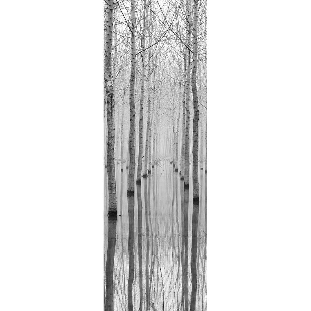 Winter's Embrace: Sparse Trees in the Cold Wall Mural